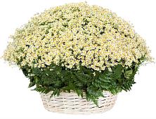 Цветочная композиция из Ромашки в корзине #REPLACE_PRED# Сарапуле